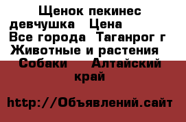 Щенок пекинес девчушка › Цена ­ 2 500 - Все города, Таганрог г. Животные и растения » Собаки   . Алтайский край